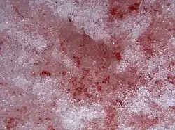 Détail d'algue des neiges rouge.
