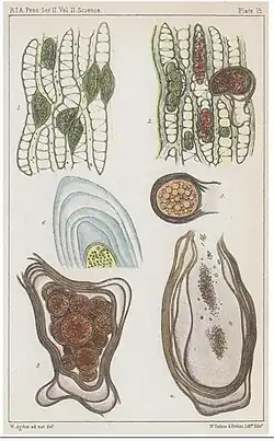 Chlamydomyxa labyrinthuloidesCertains sont enkystés dans des feuilles de Sphaignes