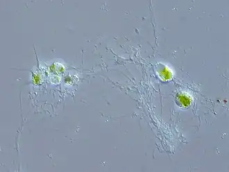 Chlorarachnion reptans (Rhizaria, Cercozoa), Chlorarachniophyte.