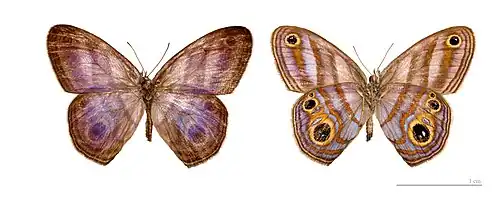 Chloreuptychia hewitsonii — coll. MHNT.