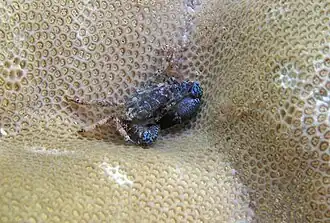 Chlorodiella cytherea