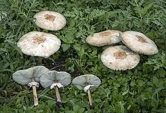 La lépiote de Morgan (Chlorophyllum molybdites)