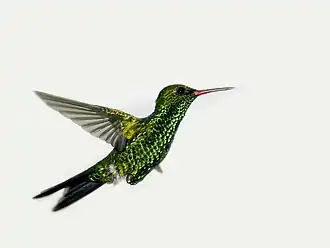 Description de l'image Chlorostilbon canivetii -Utila -Honduras-8.jpg.