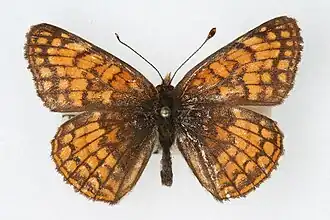 Description de l'image Chlosyne whitneyi.jpg.