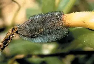 Description de l'image Choanephora_cucurbitarum.jpg.