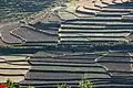 Rice terrasses