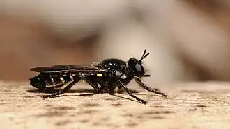 Description de cette image, également commentée ci-après