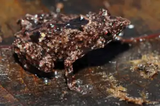 Description de l'image Choerophryne proboscidea.png.