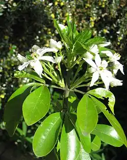 Jeune pousse après floraison