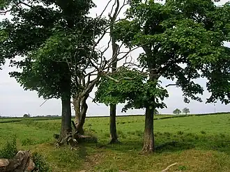 Détail du site de la fosse du choléra près de la ferme Soth Barr, Barrmill&nbsp;(en), Ayrshire, Écosse.