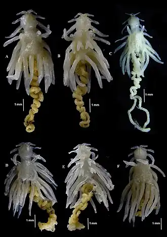 Description de l'image Chondracanthus kabatai (10.1590-2358-2936e2020014) Figure 8.jpg.