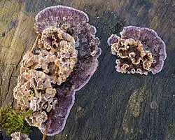 Basidiomycota - Meruliaceae, espèce Chondrostereum purpureum
