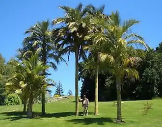 Description de l'image Chontas cultivadas-1.jpg.