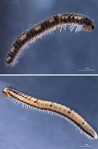 Description de l'image Chordeumatida New Zealand.jpg.