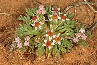 Description de cette image, également commentée ci-après