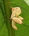 Chorotypus biemarginatus