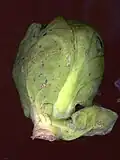 Chou de Bruxelles entier.
