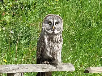 Chouette lapone à l'Espace Rambouillet.