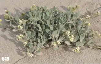 Description de l'image Christolea crassifolia (Flora of Tajikistan).png.