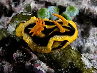 Chromodoris joshi
