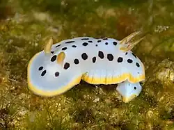Chromodoris orientalis