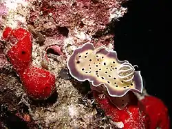 Goniobranchus tritos