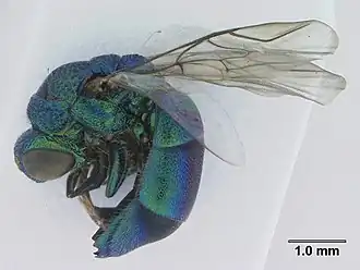 Description de l'image Chrysididae (Chrysis nitidula) (9690896894).jpg.