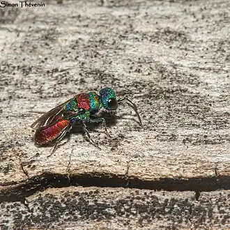 Description de cette image, également commentée ci-après