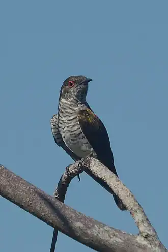 Description de l'image Chrysococcyx russatus jungei - Manado (1).JPG.