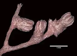 Chrysogorgia desbonni