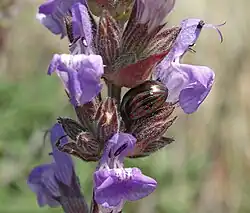 Chrysolina americana sur Salvia.