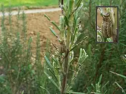 Larve de chrysomèle du romarin.