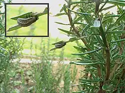 Larve de chrysomèle du romarin.