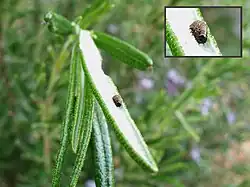 Jeune larve de chrysomèle du romarin.