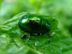 Photo d'un insecte sur une feuille.