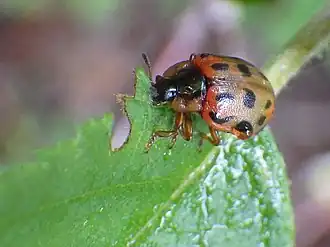 Description de l'image Chrysomela mainensis.jpg.