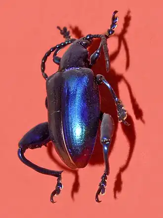 Description de cette image, également commentée ci-après