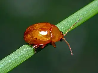 Description de l'image Chrysomelidae - Sphaeroderma testaceum.JPG.
