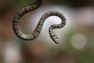 Description de l'image Chrysopelea taprobanica.jpg.