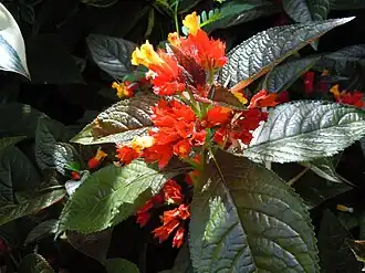 Description de l'image Chrysothemis pulchella - Jardin botanique de Deshaies.JPG.