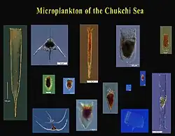 Tintinnides d'Arctique.