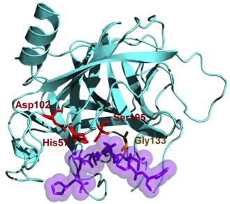Image illustrative de l’article Chymotrypsine