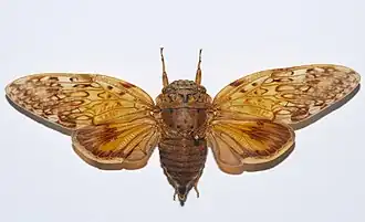 Yanga guttulata (Nosy Be, Madagascar)