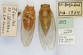 Cicadatra alhalgeos.