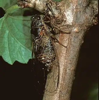 Description de l'image Cicadetta cantilatrix (10.3897-BDJ.8.e54424) Figure 42 .jpg.