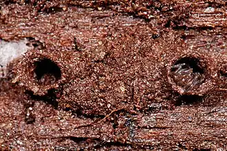 Description de l'image Cicurina bryantae (F Dictynidae).jpg.