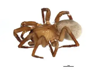 Description de l'image Cicurina cicur f.jpg.