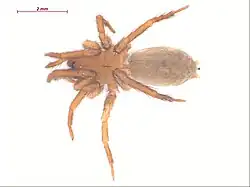 Description de l'image Cicurina intermedia f1.jpg.