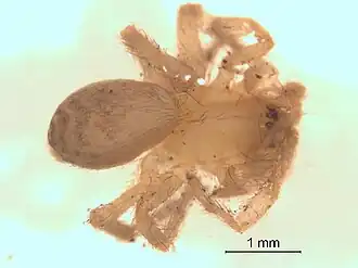 Description de l'image Cicurina itasca 2.jpg.