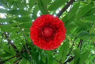 Description de l'image Cienfuegos parc brownea grandiceps.JPG.